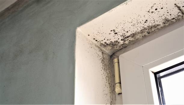 Best Mold Odor Removal Services  in Brackenridge, PA