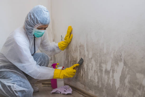 Best Mold Removal for HVAC Installations  in Brackenridge, PA