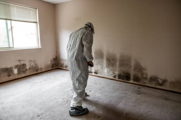 Brackenridge, PA Mold Removal Company